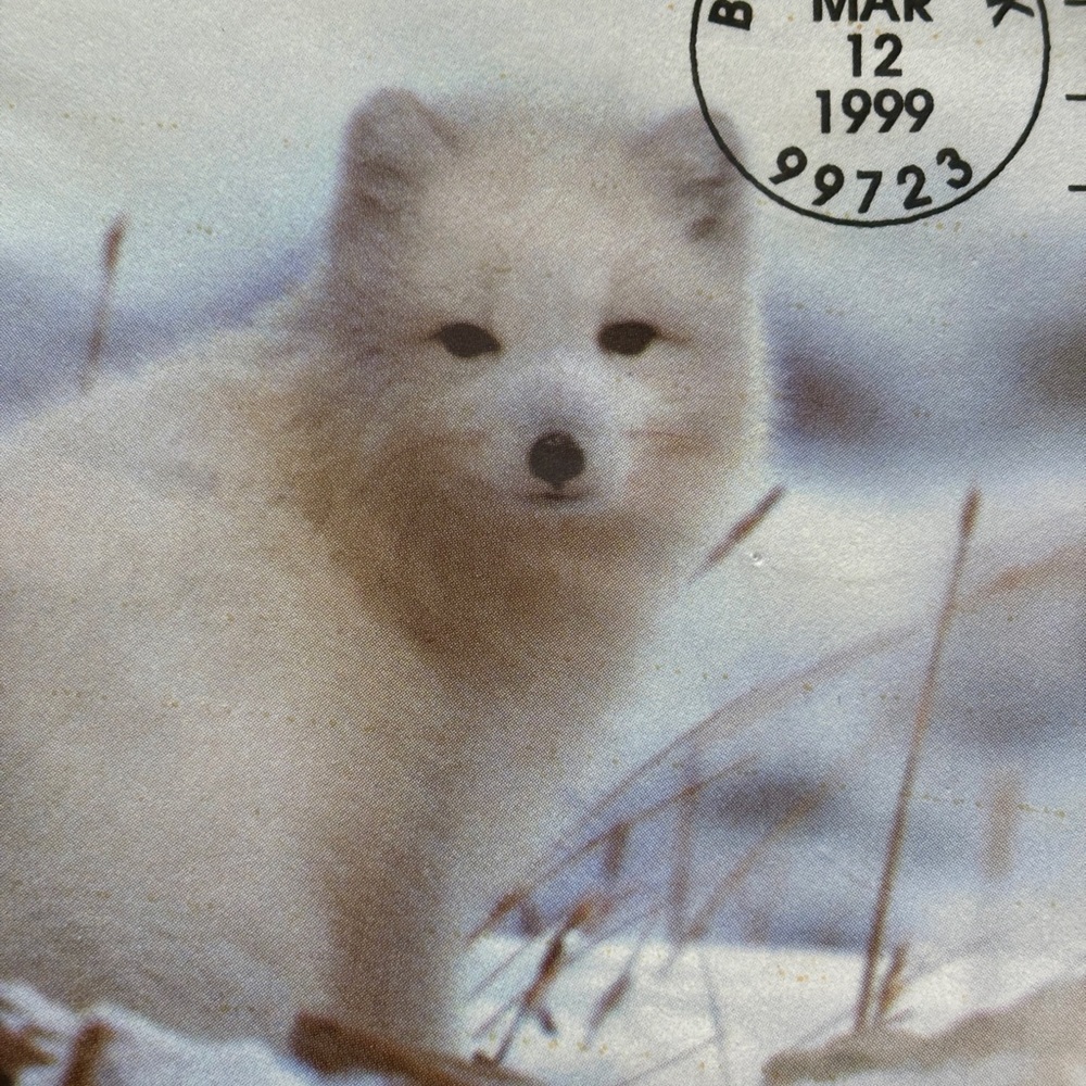 1999 Arctic Fox First Day Issue Stamp Barrow Alaska 9x12 Mat FDC USPS Wildlife